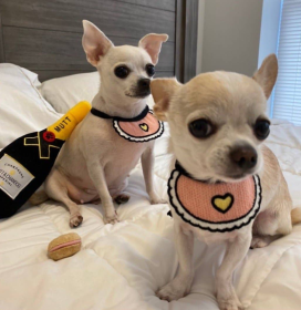 Love Bibs for Pets