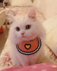 Love Bibs for Pets