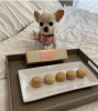 Love Bibs for Pets
