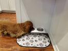 Champion Bowl Pet Food Holder