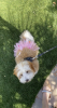 Pink Pom Pom Dog Tutu Skirt