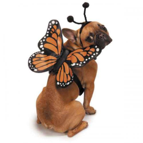ZZ Butterfly Glow Harnesses Costume (size: small)