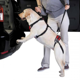 Total Pet Health Lift & Go Lead (size: small)