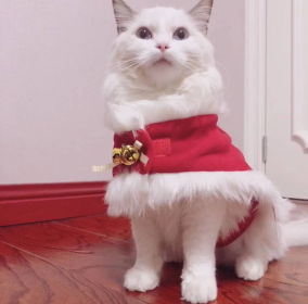 Merry Christmas Pets Beautiful Clothes (size: small)
